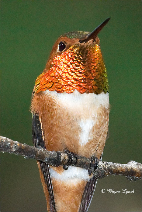 Male Rufous Hummingbird 104 by Dr. Wayne Lynch &copy;
